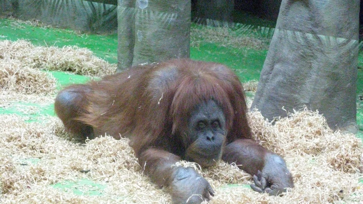 От замечания до отчисления: Боксёрше, которая угостила орангутанга вейпом, вынесли наказание