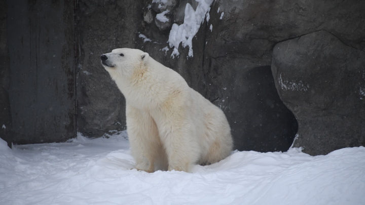 Тысяча идей для Московского зоопарка. Супермозговой штурм завершён