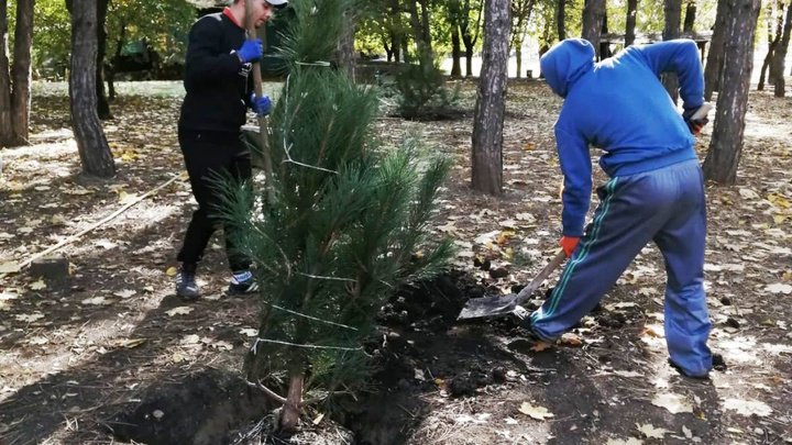 В День древонасаждения в Ростове высадили 3,3 тысячи саженцев деревьев