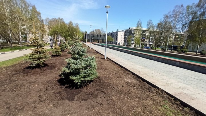 На Бульваре Героев в Новокузнецке высадили голубые ели взамен уничтоженных ураганом