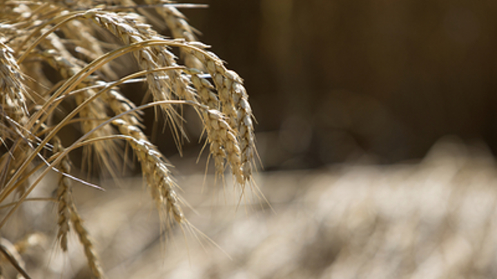 Зерновой сговор за спиной России. Кремль ответил ультиматумом