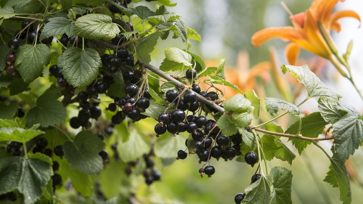 Секрет богатого урожая смородины: чем подкормить для сладких ягод