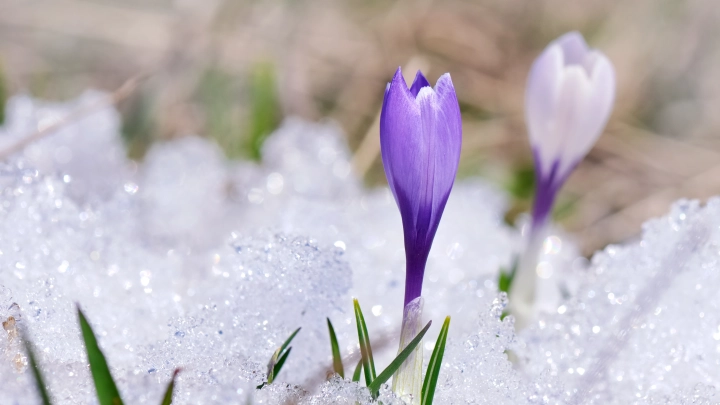 В Новосибирске прогнозируют раннюю весну в 2026 году