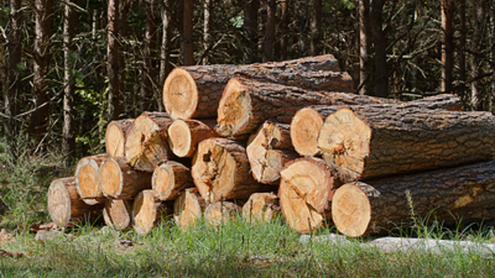 Забайкальцы получили с начала года 4 млн рублей штрафов за нарушения лесного законодательства