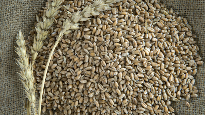 Украинское зерно уничтожило польское село – Fakt