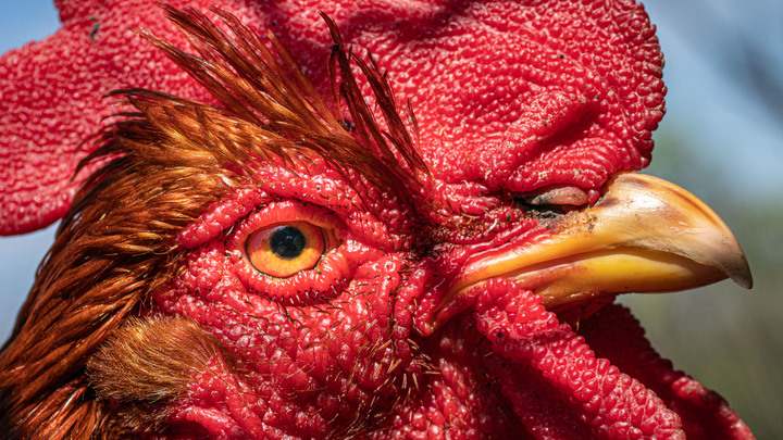 Figaro: Украинские курицы дестабилизируют рынок ЕС
