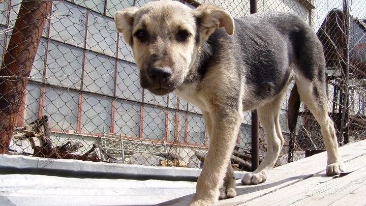 В Краснодаре у школ, поликлиник и больниц начнут отлавливать бродячих собак