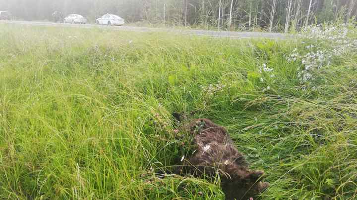 В Поморье автомобилист сбил насмерть медведя