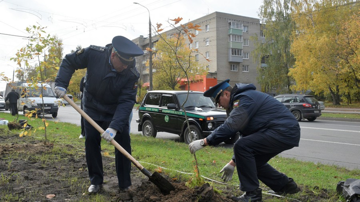 Во Владимире на Верхней Дуброве посадили дубраву