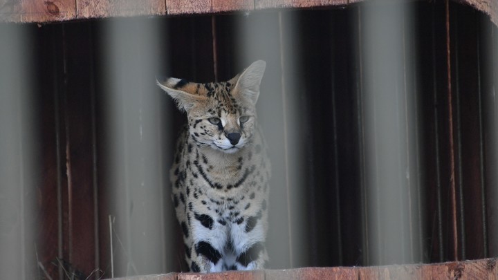 В Домодедово таможенники задержали бизнесмена за попытку провезти экзотического хищника