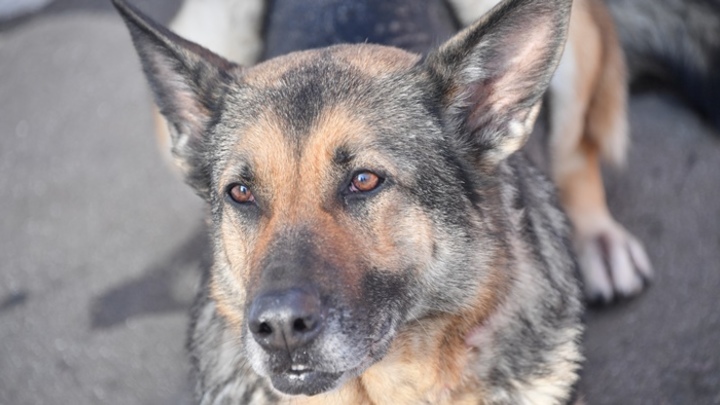Собаку со следами ударов от топора нашли в поселке под Читой