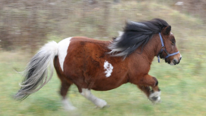 Жительница города Шахты на глазах у прохожих издевалась над миниатюрной лошадкой