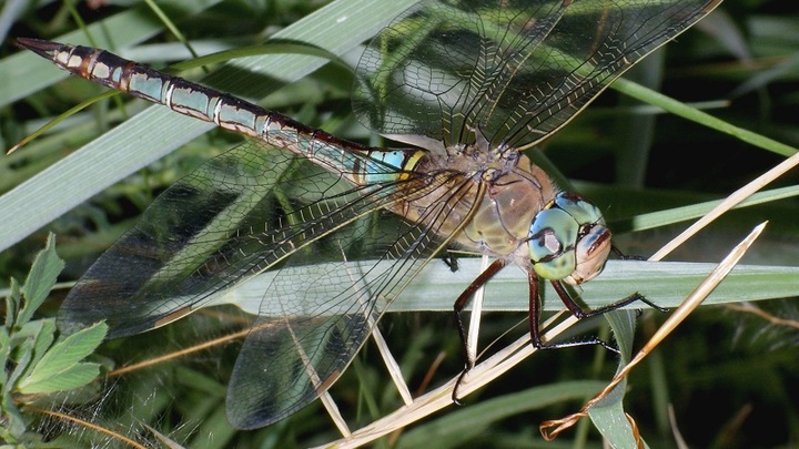 В Подмосковье с научными целями будут ловить краснокнижную стрекозу-императора