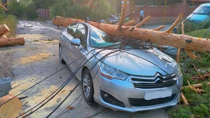 Водитель чудом остался жив: в Тольятти дерево упало на дорогой Citroën