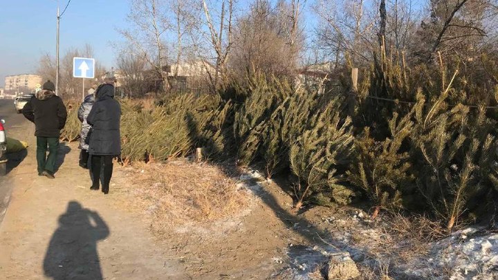 Подмёрзшие ёлочники в Чите спешат всеми способами продать новогодних красавиц