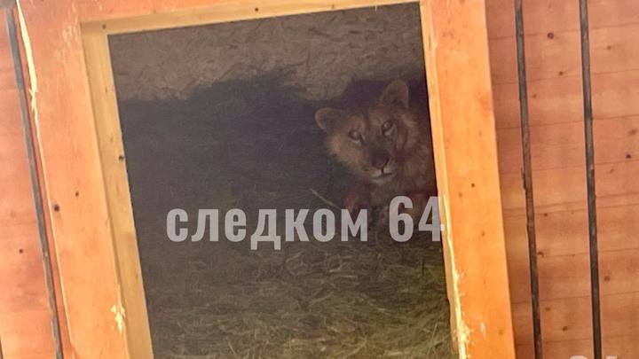 В Саратове школьницу покусал лев на нефтебазе: следователи выясняют, откуда он взялся