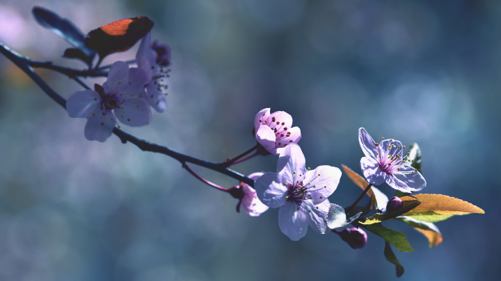 Пережил нападение голодных хаски: 9-летний школьник идёт на поправку и выходит на прогулки