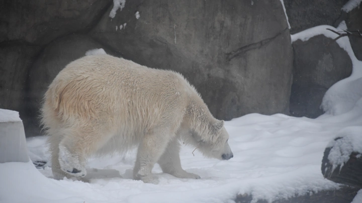 Почему снег у белых медведей в Московском зоопарке не тает круглый год