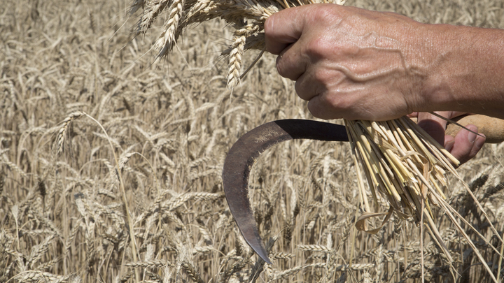 Один из маршрутов вывоза зерна с Украины может проходить через Бердянск