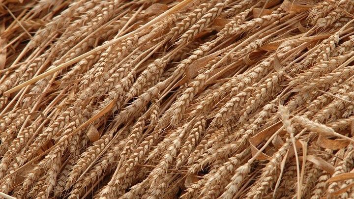 В Кавказском биосферном заповеднике нашли краснокнижную рожь Куприянова