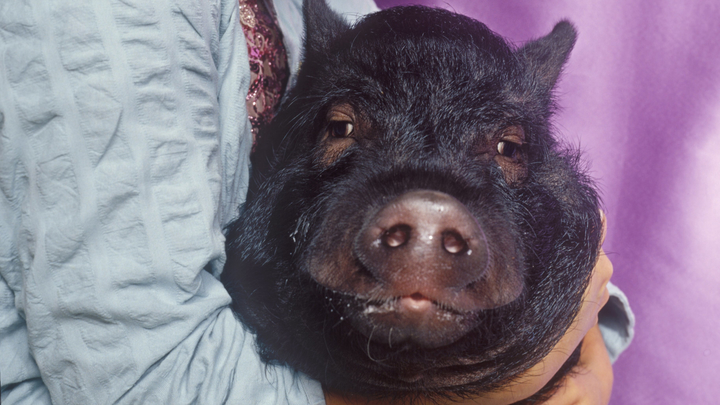 Пятачок пустился во все тяжкие: Поросенок дважды искусал свою любимую хозяйку