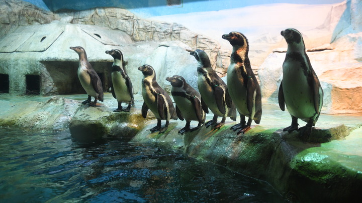 Смотрите внимательно: Танец русских пингвинов завирусился в Сети