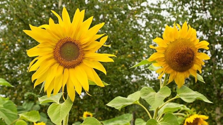 На Кубани планируют загружать перерабатывающие заводы на полную мощность