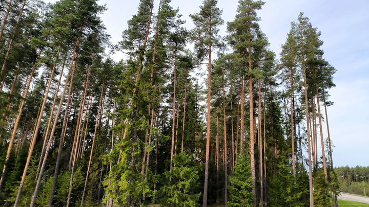 Впервые за 18 лет в Москве заметили урагуса