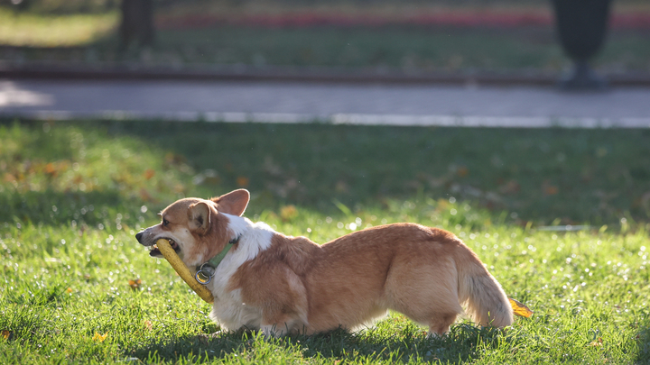 Власти Самары заплатят за отлов бездомных животных 5,1 млн до конца года