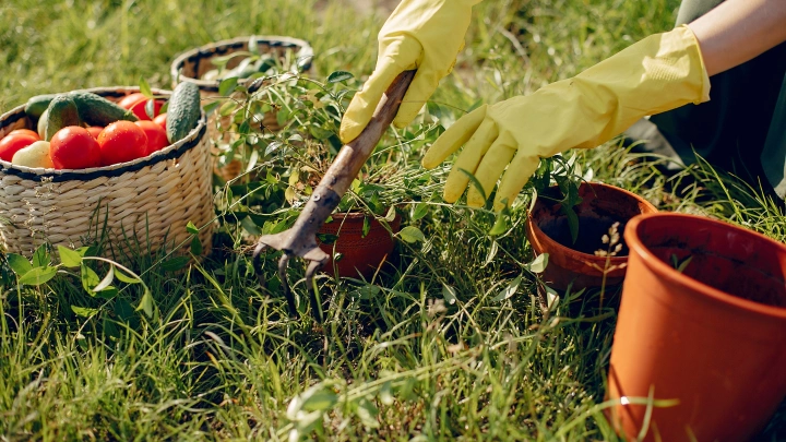 Лунный календарь садовода на 5 августа: пора обрабатывать землю и собирать семена