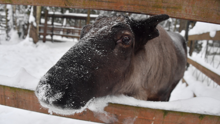Новый вид «зайцев»: в Прикамье на автобусе попытался прокатиться лось