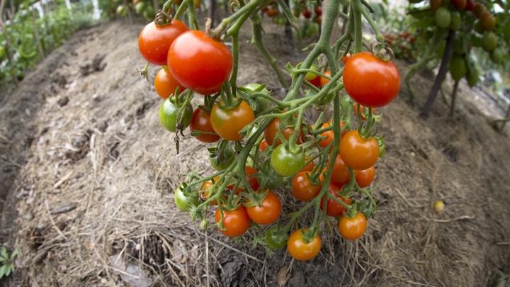 Не так выращивал помидоры: Обычного фермера наказали суровее, чем фигурантов норильской трагедии