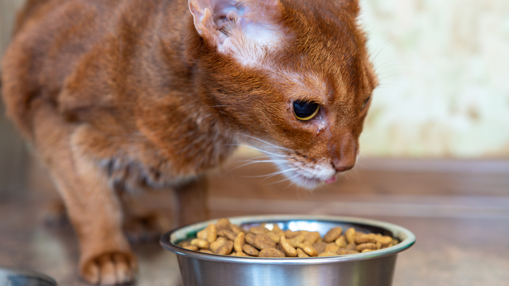 Кошачий грипп? Врач рассказал, можно ли заразиться ОРВИ от питомца