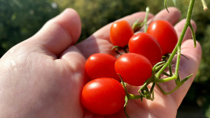 Как защитить растения от града и что делать, если урожай уже пострадал: советы эксперта