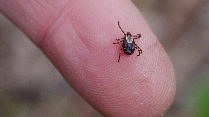 666 забайкальцев с начала года обратились за помощью после укуса клещей