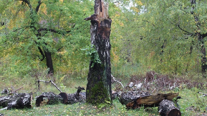 Чудом остался жив! В Ростове-на-Дону дерево во время урагана упало на ученика школы № 15, но мальчик не пострадал