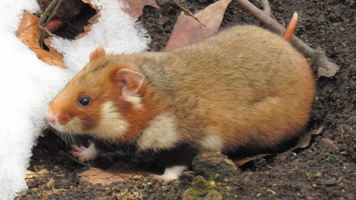 Москвичам рассказали об образе жизни скрытных обитателей природных территорий