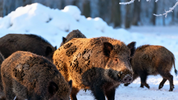 Звериный беспредел в Петербурге: дикие кабаны взяли в заложники целый посёлок, пока власти берегут бюджет