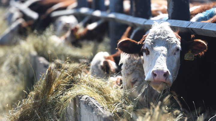 Главе новосибирского Минсельхоза пророчат отставку на фоне массового изъятия скота