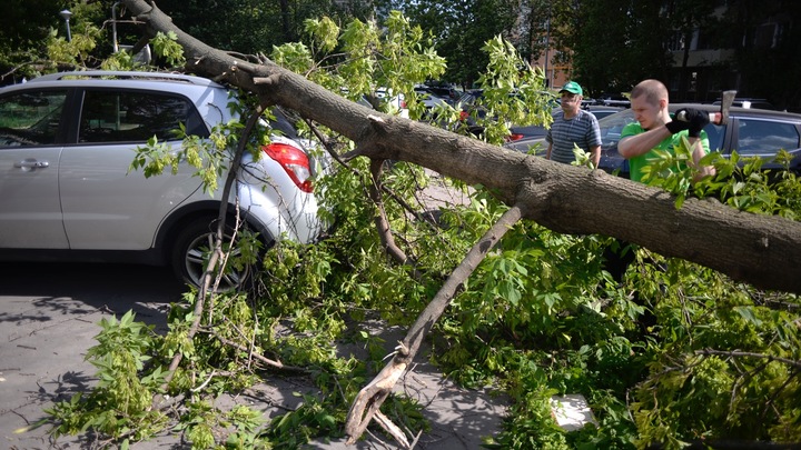 В Новосибирске дерево упало на припаркованную у дома иномарку
