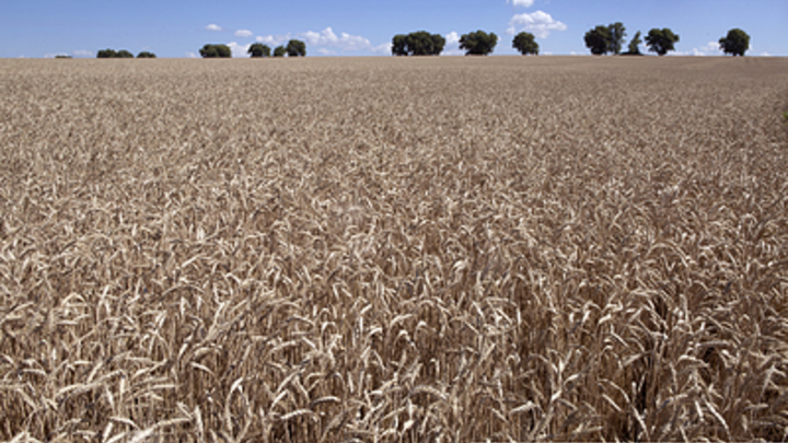 На Запорожье планируют засеять около 600 тыс. га земли озимыми культурами