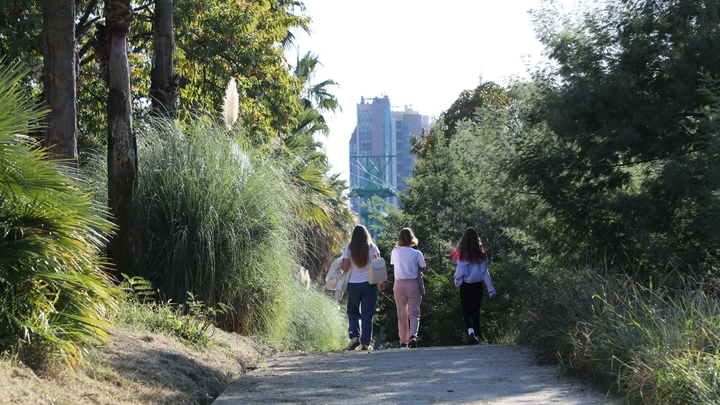 В Сочи на компенсационное озеленение выделили 22 млн рублей