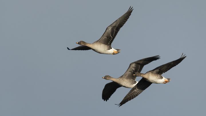 Украина позабавила новым фейком. Киев записал в союзники диких гусей