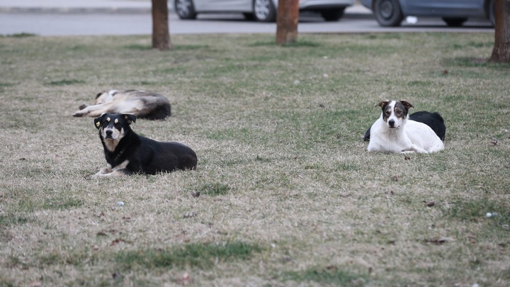 В Краснодаре с начала года отловили почти 700 бродячих собак