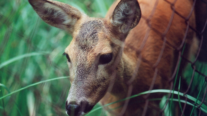 Косуля погибла после удара о стеклянную дверь в екатеринбургском ЖК