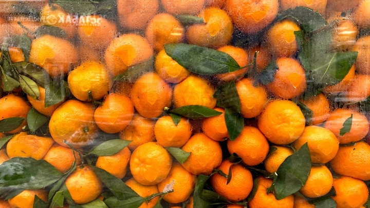 Солнечный, Академический и Князь Владимир: в Сочи вывели три новых сорта мандаринов