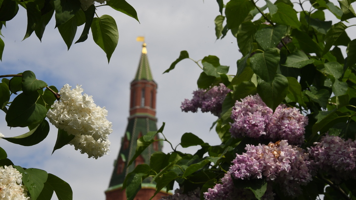 В Москве сильный ветер повалил 21 дерево и повредил 10 машин