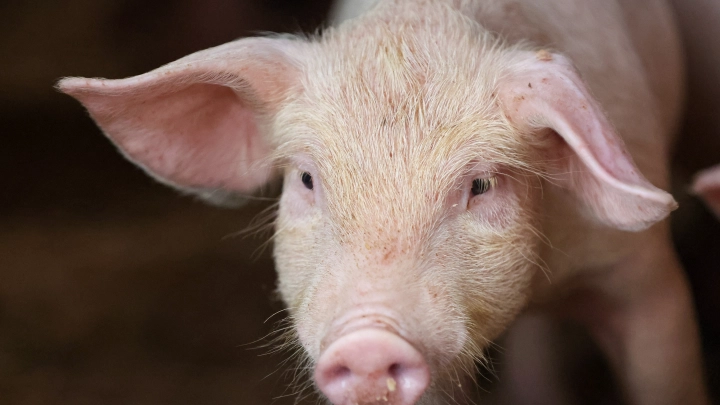 Свинья спасла русских штурмовиков на передовой - кадры