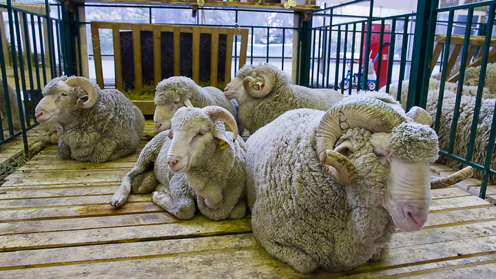 Ветер, овцы, два барана. Киноверсия притчи о блудном сыне под небом Исландии