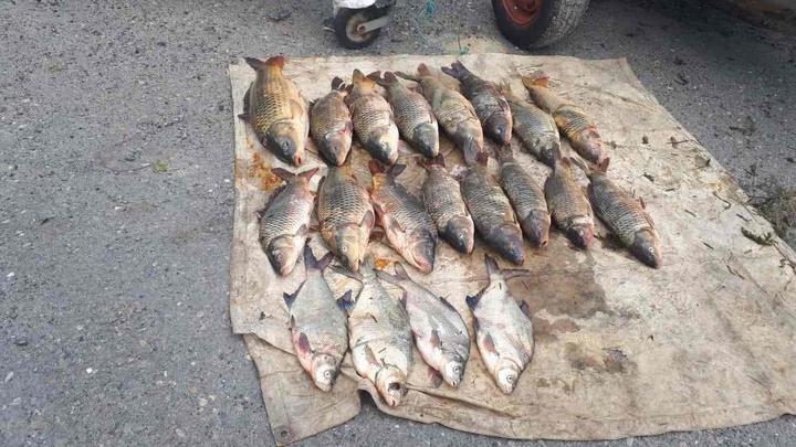 Не желаете ли леща? В Ростовской области ликвидирован подпольный рыбный цех